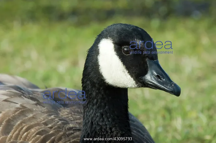 : Canada Goose : Canada Goose