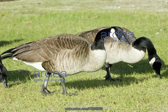 : Canada Goose : Canada Goose