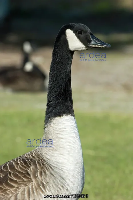  : Canada Goose
