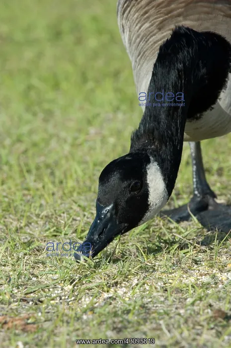 : Canada Goose : Canada Goose
