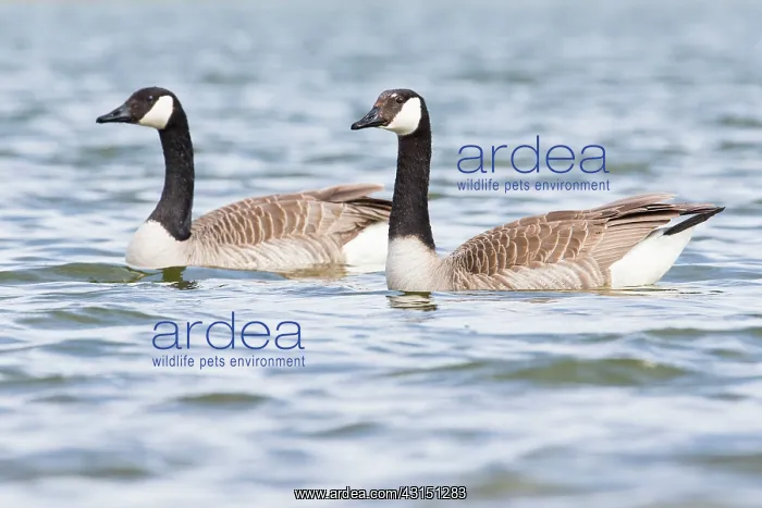 : Canada Goose : Canada Goose