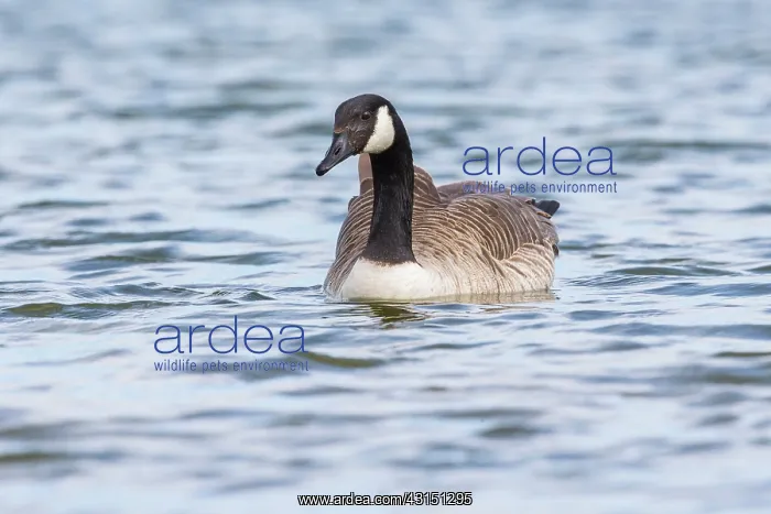 : Canada Goose : Canada Goose