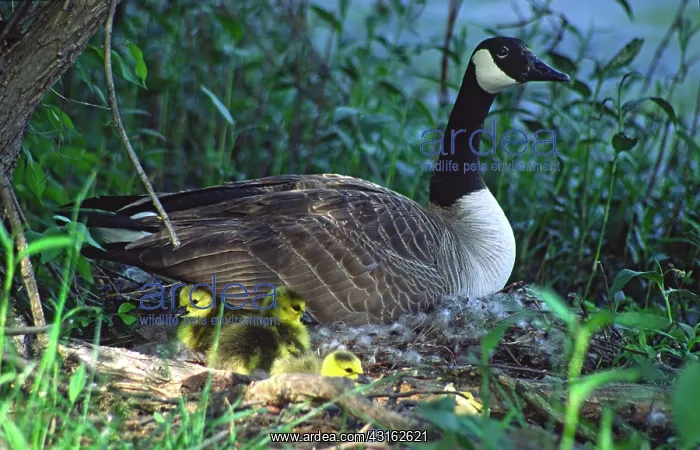 : Canada Goose : Canada Goose
