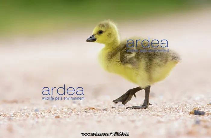 : Canada Goose : Canada Goose