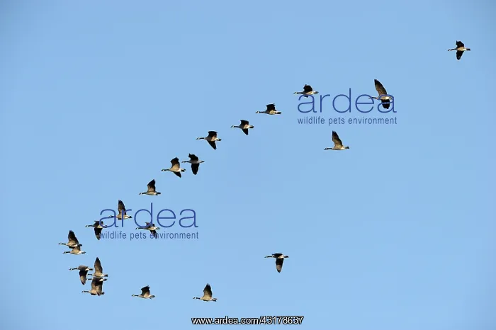 : Canada Goose : Canada Goose