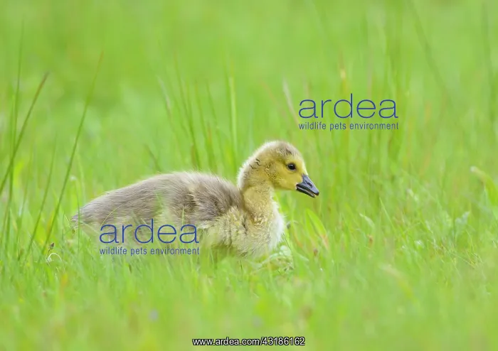 : Canada Goose : Canada Goose