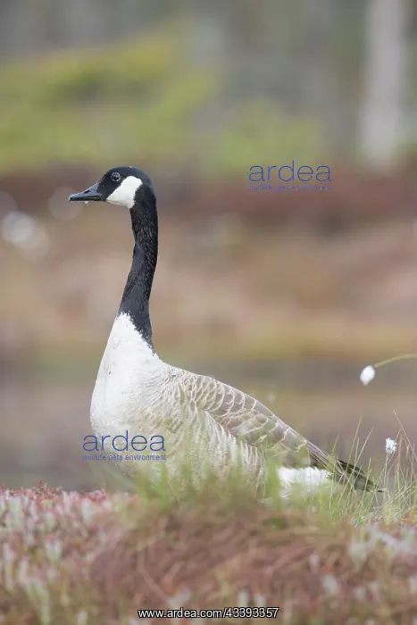 : Canada Goose : Canada Goose