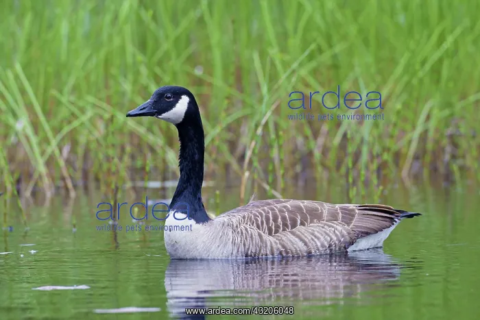 : Canada Goose adult