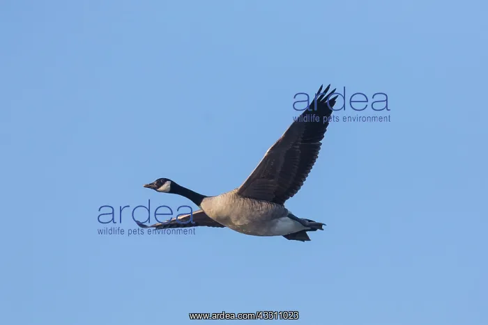 : Canada Goose - adult goose in flight - Germany : Canada Goose - adult goose in flight - Germany
