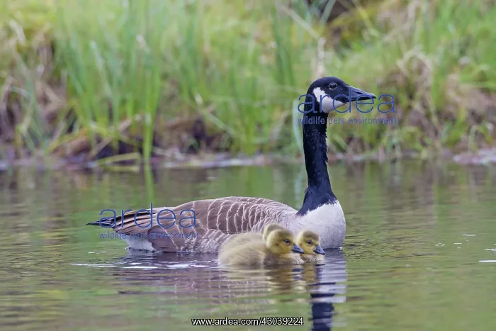  : Canada Goose adult with goslings