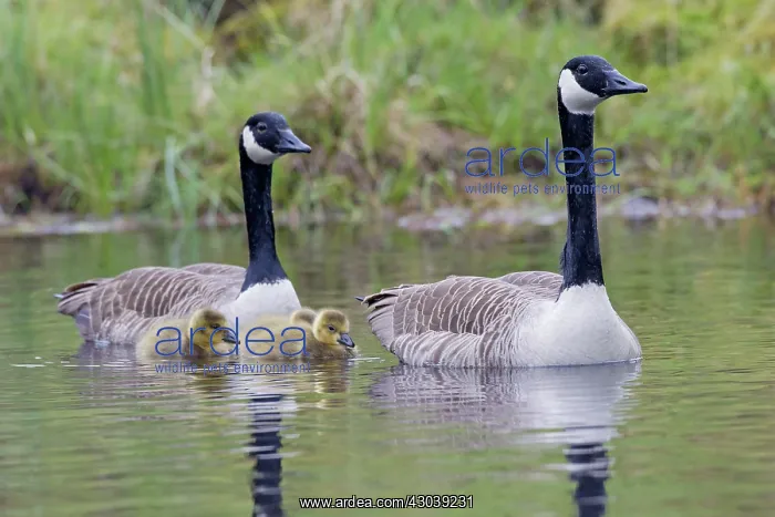  : Canada Goose adult with goslings