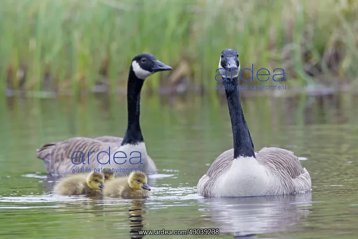  : Canada Goose adult with goslings