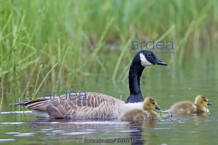  : Canada Goose adult with goslings
