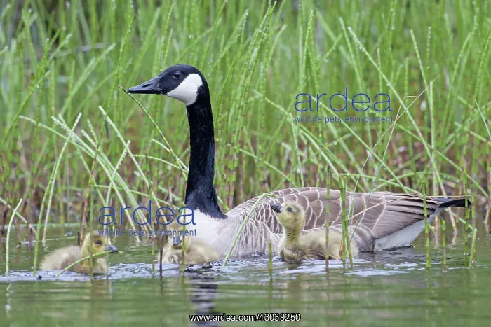  : Canada Goose adult with goslings