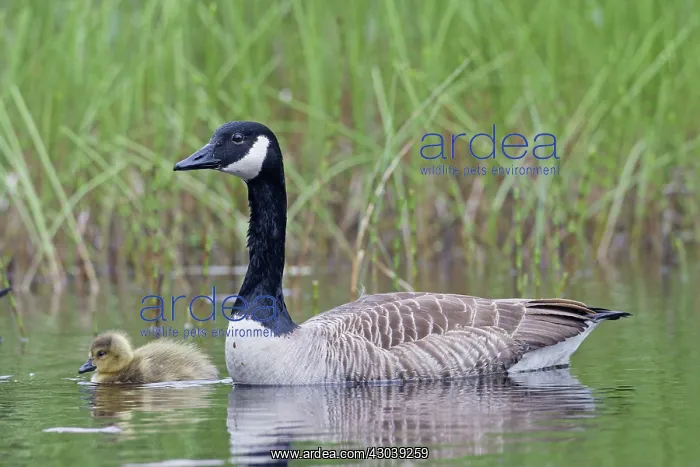 : Canada Goose adult with goslings