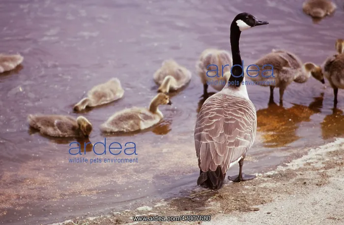 : CANADA GOOSE - adult and goslings : CANADA GOOSE - adult and goslings