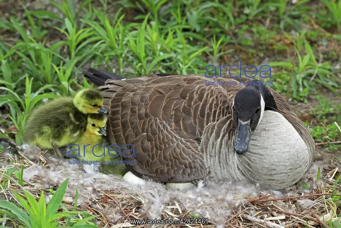  : Canada Goose - Adult on nest with newly hatched young