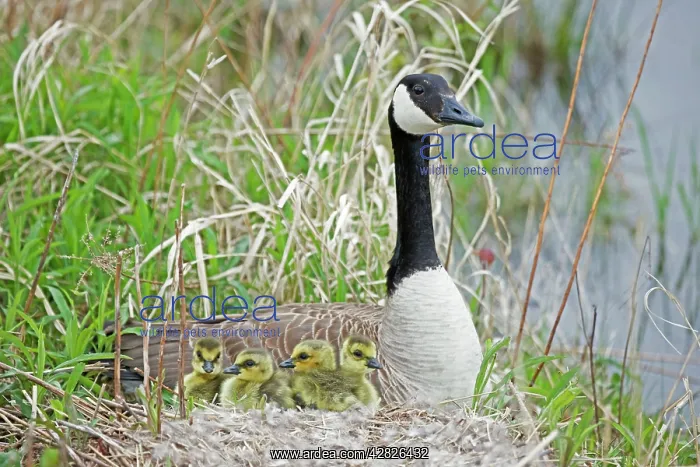 : Canada Goose - Adult on nest with newly hatched young : Canada Goose - Adult on nest with newly hatched young