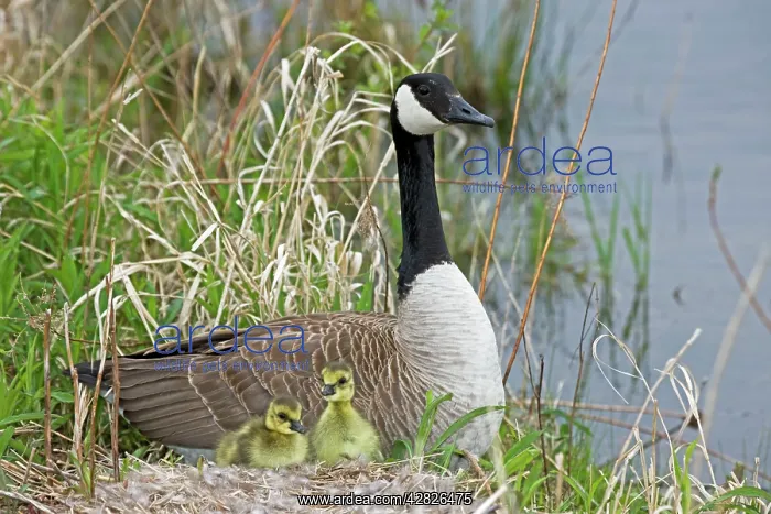 : Canada Goose - Adult on nest with newly hatched young : Canada Goose - Adult on nest with newly hatched young