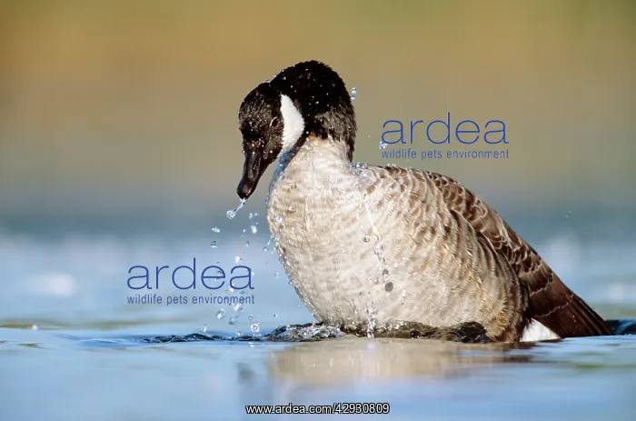 : Canada GOOSE - bathing : Canada GOOSE - bathing