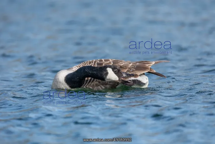 : Canada Goose - Bathing - Preenign Tail Feathers - UK : Canada Goose - Bathing - Preenign Tail Feathers - UK