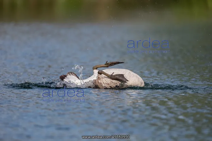: Canada Goose - Bathing - UK : Canada Goose - Bathing - UK