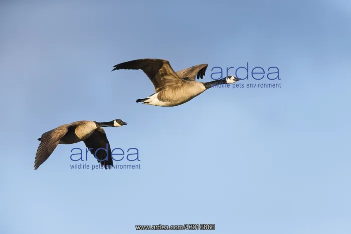 : Canada Goose - two birds in flight, North Hessen, Germany : Canada Goose - two birds in flight, North Hessen, Germany