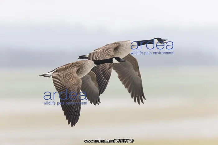: Canada Goose - two birds in flight across winter : Canada Goose - two birds in flight across winter