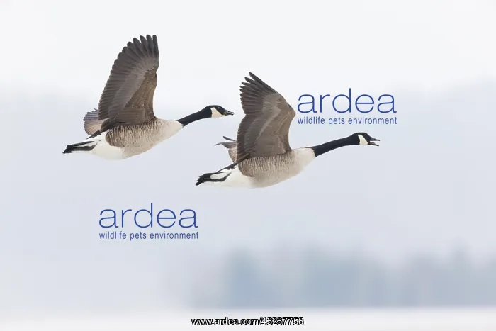 : Canada Goose - two birds in flight across winter : Canada Goose - two birds in flight across winter