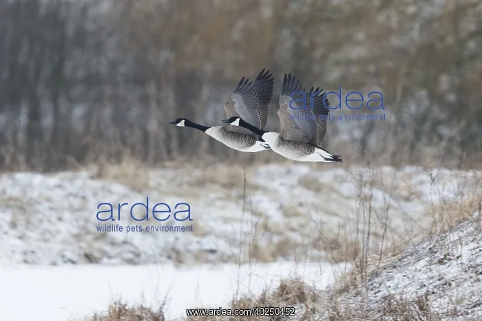 : Canada Goose - two birds in flight across winter : Canada Goose - two birds in flight across winter