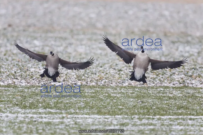  : Canada Goose - two birds landing on snow covered