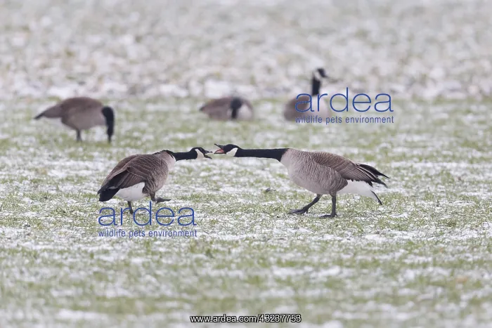 : Canada Goose, two birds squabbling on field in winter : Canada Goose, two birds squabbling on field in winter