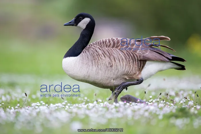 : Canada Goose (Branta canadensis), Newcastle, England : Canada Goose (Branta canadensis), Newcastle, England