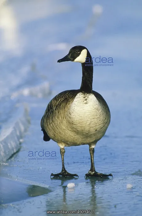 : Canada Goose (Branta canadensis) : Canada Goose (Branta canadensis)