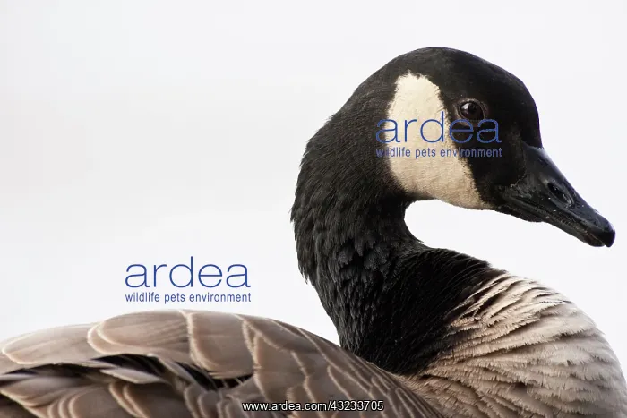 : A Canada Goose (Branta canadensis) : A Canada Goose (Branta canadensis)
