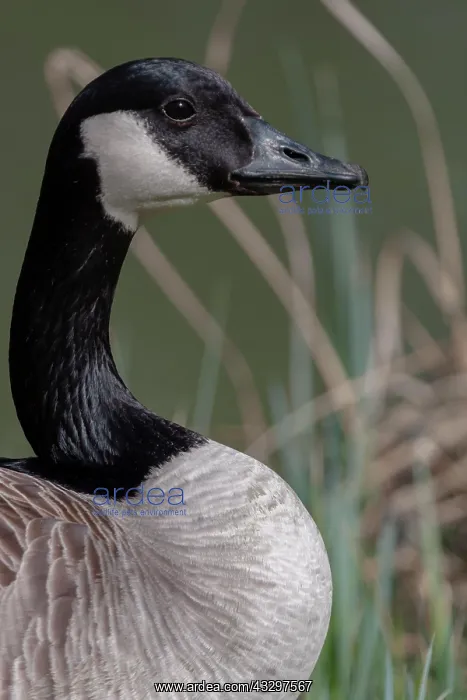 : Canada Goose (Branta canadensis), adult bird, Lower : Canada Goose (Branta canadensis), adult bird, Lower