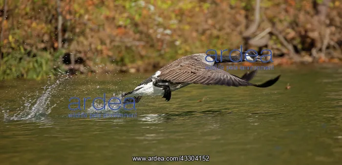 : Canada goose (Branta canadensis), taking off, Maryland : Canada goose (Branta canadensis), taking off, Maryland