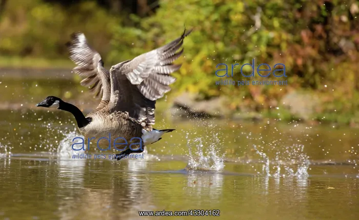 : Canada goose (Branta canadensis), taking off, Maryland : Canada goose (Branta canadensis), taking off, Maryland