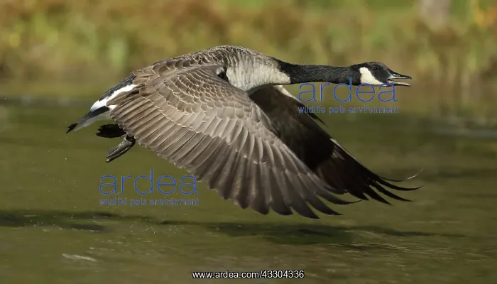 : Canada goose (Branta canadensis), taking off, Maryland : Canada goose (Branta canadensis), taking off, Maryland