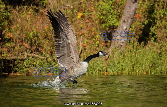 : Canada goose (Branta canadensis), taking off, Maryland : Canada goose (Branta canadensis), taking off, Maryland