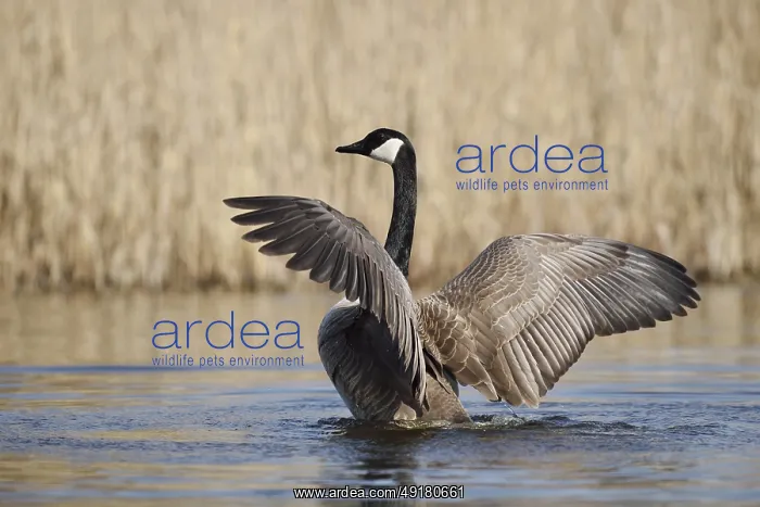 : Canada goose (Branta canadensis) : Canada goose (Branta canadensis)