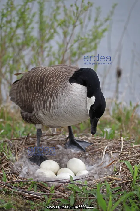  : Canada Goose (Branta canadensis) Adult on nest with