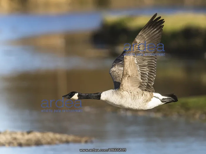 : Canada Goose, Branta canadensis bird in flight over winter : Canada Goose, Branta canadensis bird in flight over winter