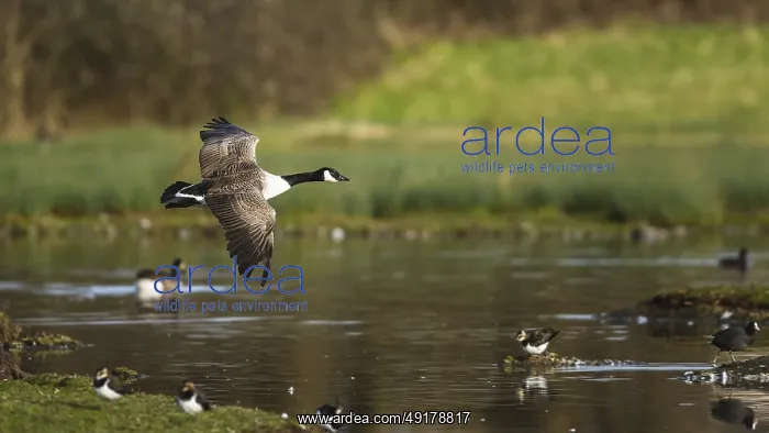 : Canada Goose, Branta canadensis bird in flight over winter Marshes : Canada Goose, Branta canadensis bird in flight over winter Marshes