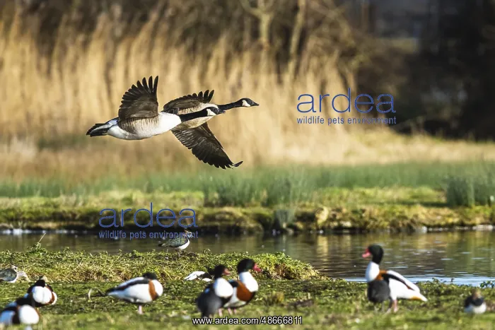 : Canada Goose, Branta canadensis birds in flight over winter : Canada Goose, Branta canadensis birds in flight over winter