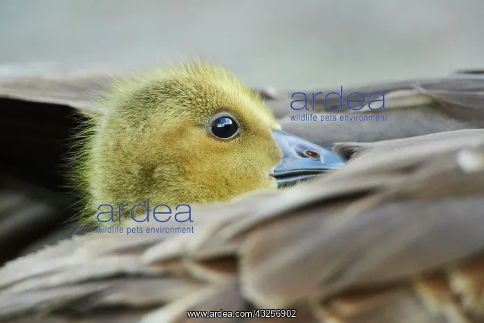 : Canada goose (Branta canadensis) chick under the : Canada goose (Branta canadensis) chick under the