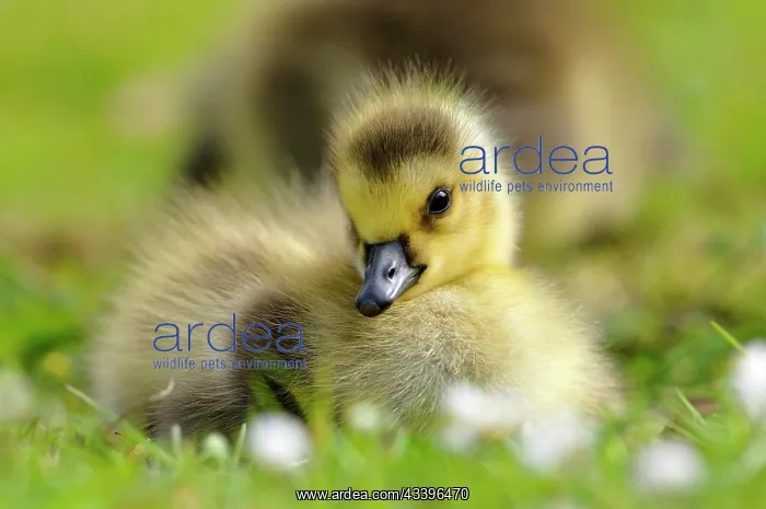 : Canada Goose (Branta canadensis) chick in a flower m : Canada Goose (Branta canadensis) chick in a flower m