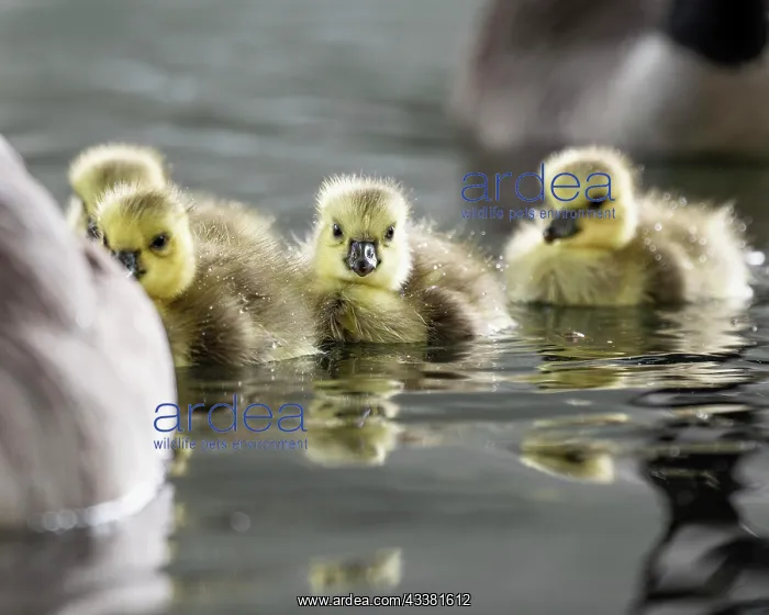 : Canada goose (Branta canadensis), chick with water : Canada goose (Branta canadensis), chick with water