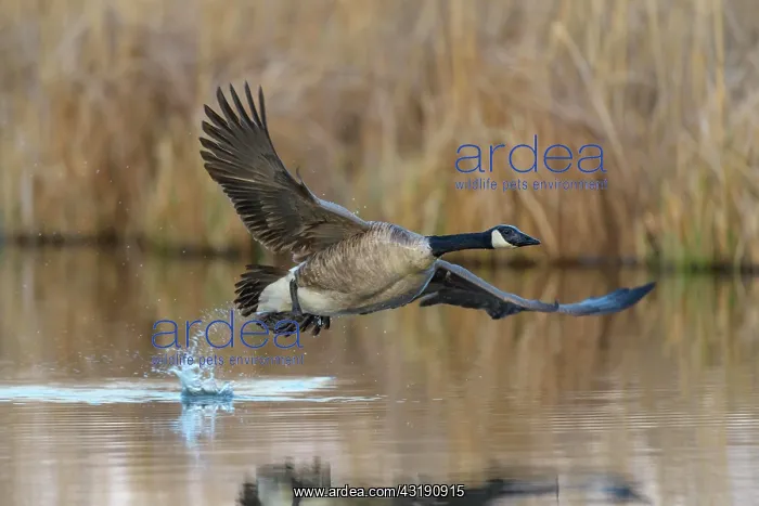 : Canada goose (Branta canadensis), at departure : Canada goose (Branta canadensis), at departure