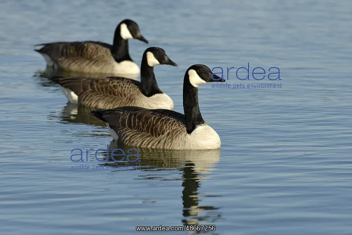 : Canada Goose (Branta canadensis), Germany, Europe : Canada Goose (Branta canadensis), Germany, Europe